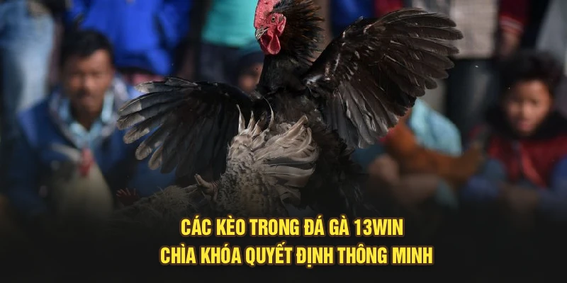 Các Kèo Trong Đá Gà 13Win - Chìa Khóa Quyết Định Thông Minh
