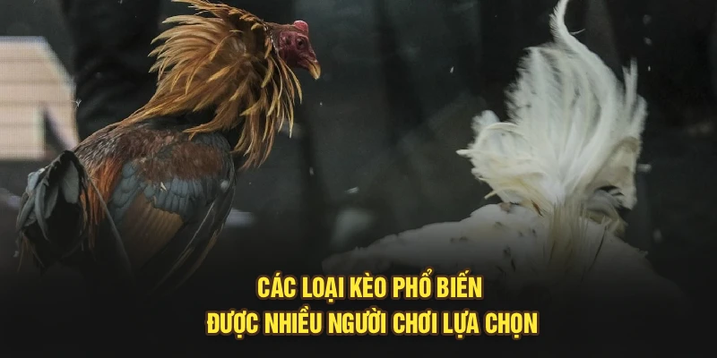 Các loại kèo phổ biến được nhiều người chơi lựa chọn