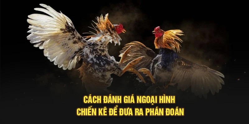Cách đánh giá ngoại hình chiến kê để đưa ra phán đoán
