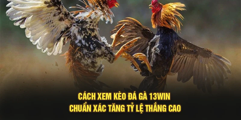Cách Xem Kèo Đá Gà 13Win Chuẩn Xác Tăng Tỷ Lệ Thắng Cao