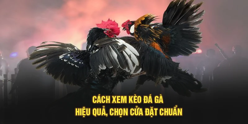 Cách xem kèo đá gà hiệu quả, chọn cửa đặt chuẩn