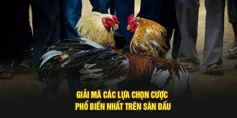 Giải mã các lựa chọn cược phổ biến nhất trên sàn đấu