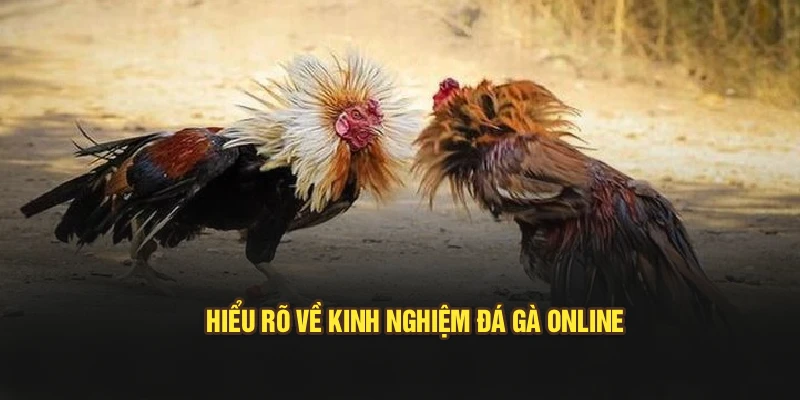 Hiểu rõ về kinh nghiệm đá gà online