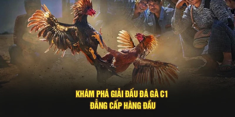 Khám phá giải đấu đá gà C1 đẳng cấp hàng đầu