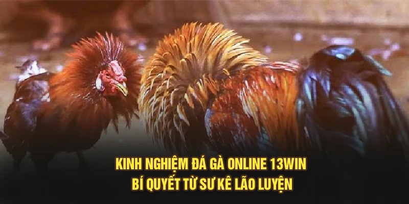 Kinh Nghiệm Đá Gà Online 13Win - Bí Quyết Từ Sư Kê Lão Luyện