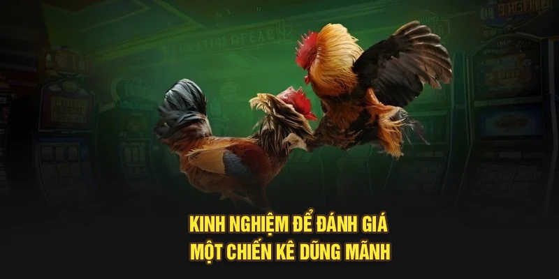 Kinh nghiệm để đánh giá một chiến kê dũng mãnh