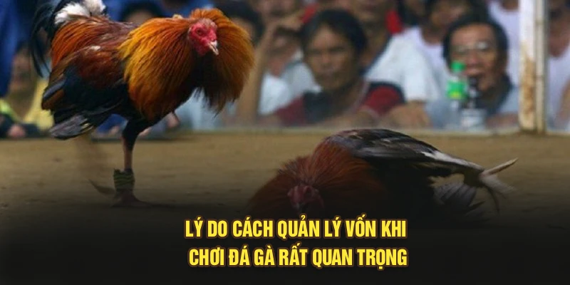Lý do cách quản lý vốn khi chơi đá gà rất quan trọng