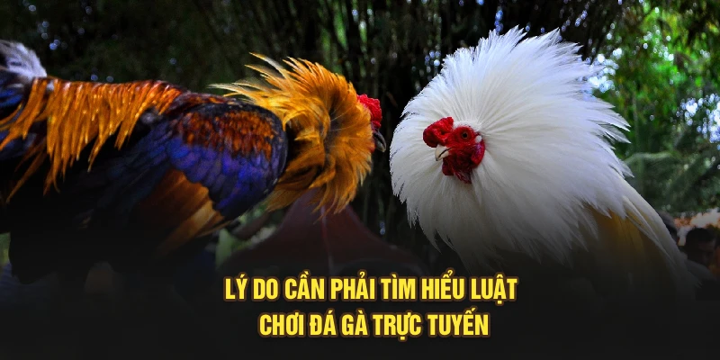 Lý do cần phải tìm hiểu luật chơi đá gà trực tuyến