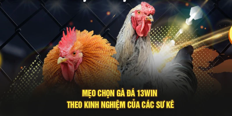 Mẹo Chọn Gà Đá 13Win - Theo Kinh Nghiệm Của Các Sư Kê