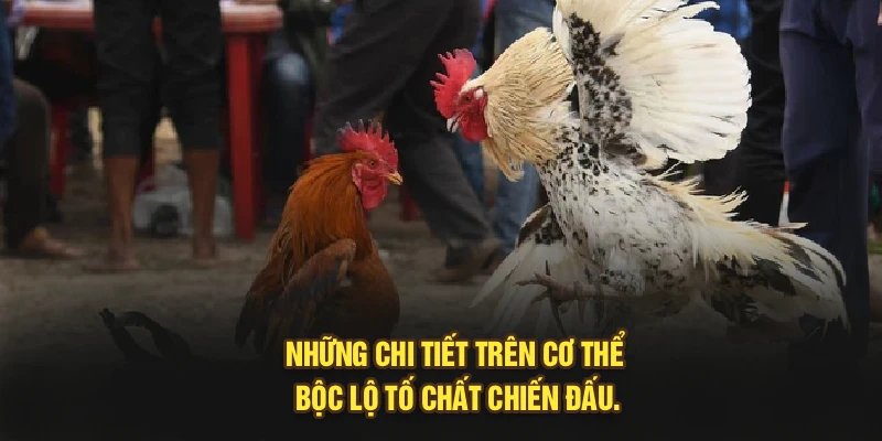 Những chi tiết trên cơ thể bộc lộ tố chất chiến đấu.