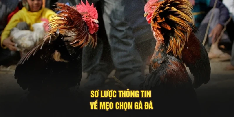 Sơ lược thông tin về mẹo chọn gà đá