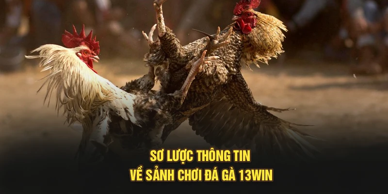 Sơ lược thông tin về sảnh chơi đá gà 13Win