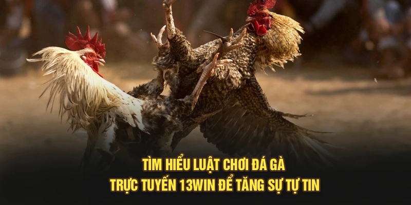Tìm Hiểu Luật Chơi Đá Gà Trực Tuyến 13Win Để Tăng Sự Tự Tin
