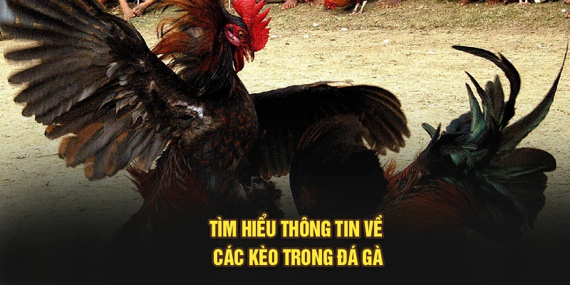 Tìm hiểu thông tin về các kèo trong đá gà
