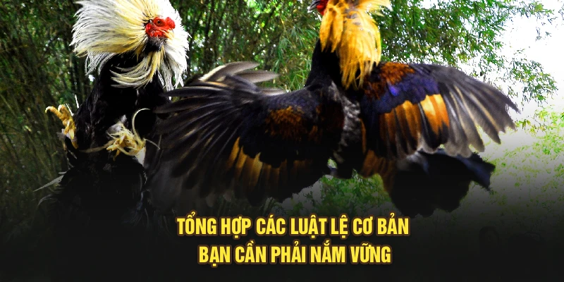 Tổng hợp các luật lệ cơ bản bạn cần phải nắm vững